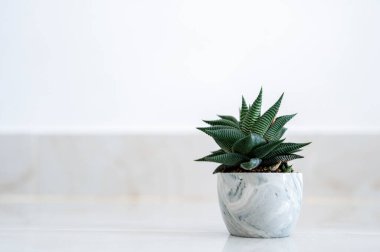 Haworthia limifolia Marloth A tree used for decoration in a house on a white background