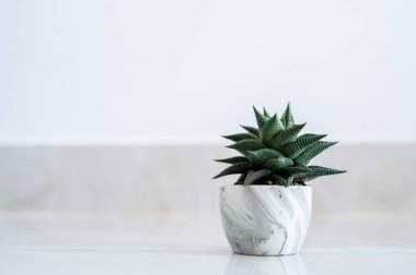 Haworthia limifolia Marloth A tree used for decoration in a house on a white background