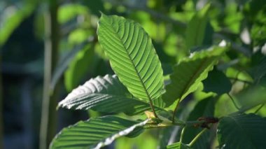 Kratom (Mitragyna speciosa) yeşil bir uyuşturucu türüdür