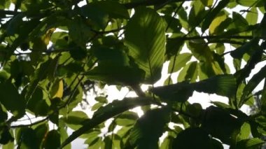 Kratom (Mitragyna speciosa) yeşil bir uyuşturucu türüdür