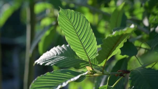 Kratom Mitragyna Speciosa Verde Tipo Droga — Video Stock