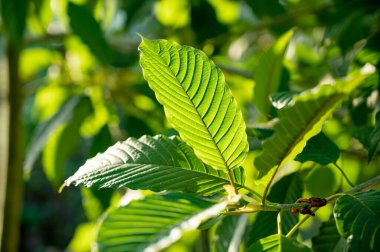 Kratom (Mitragyna speciosa) yeşil bir uyuşturucu türüdür