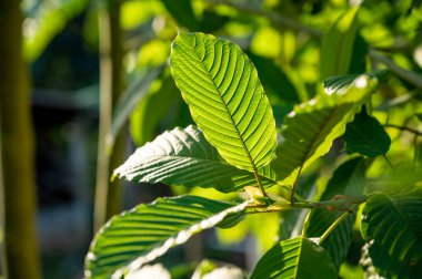 Kratom (Mitragyna speciosa) yeşil bir uyuşturucu türüdür