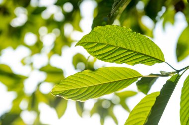 Kratom (Mitragyna speciosa) yeşil bir uyuşturucu türüdür