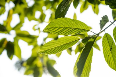 Kratom (Mitragyna speciosa) yeşil bir uyuşturucu türüdür