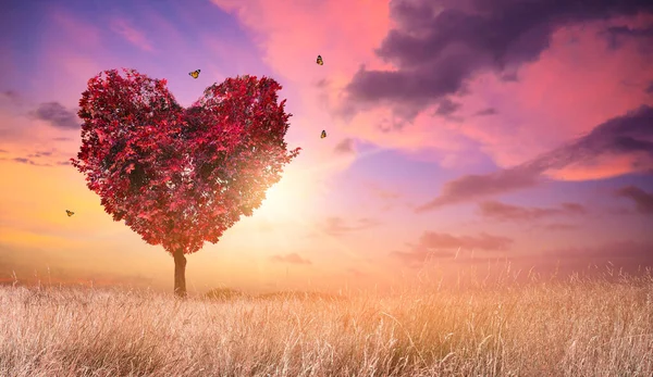 Amore Albero Del Cuore Natura Paesaggio Rosso Tramonto — Foto Stock