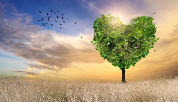 Серце Дерево Любов Природи Пейзаж — стокове фото