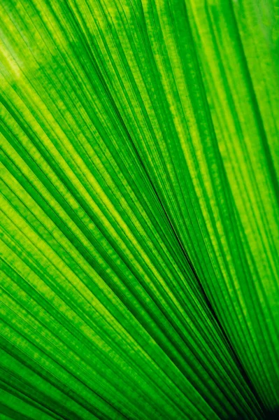 热带树叶五彩缤纷的花朵在漆黑的热带树叶上的自然背景深绿色树叶的自然 — 图库照片