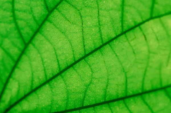 Foglie Tropicali Colorato Fiore Scuro Fogliame Tropicale Natura Sfondo Verde — Foto Stock