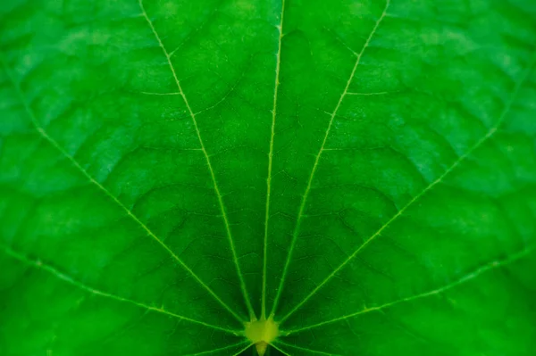 Feuilles Tropicales Fleurs Colorées Sur Fond Feuillage Tropical Foncé Nature — Photo