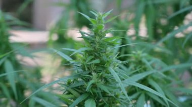 Esrar bitkisi yaprakları ve kenevir parçaları