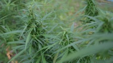 Esrar bitkisi yaprakları ve kenevir parçaları