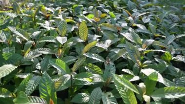 Kratom fidanı (Mitragyna spesiyali) yeşil bir uyuşturucu türüdür