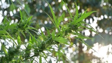 Esrar bitkisi yaprakları ve kenevir parçaları