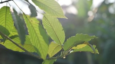 Kratom (Mitragyna speciosa) yeşil bir uyuşturucu türüdür