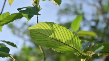 Kratom (Mitragyna speciosa) yeşil bir uyuşturucu türüdür