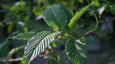 Kratom (Mitragyna speciosa) yeşil bir uyuşturucu türüdür