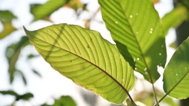 Kratom (Mitragyna speciosa) yeşil bir uyuşturucu türüdür