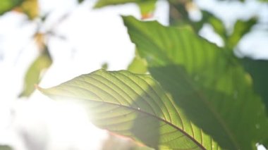 Kratom (Mitragyna speciosa) yeşil bir uyuşturucu türüdür