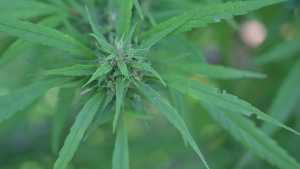 Maconha Cannabis Planta Folhas Partes Cannabis — Vídeo de Stock