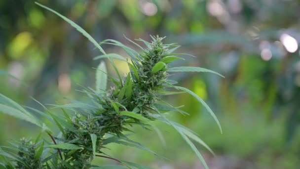 Marijuana Cannabis Plantblad Och Delar Cannabis — Stockvideo