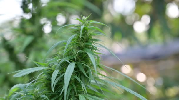 Blätter Der Cannabis Pflanze Und Teile Des Cannabis — Stockvideo