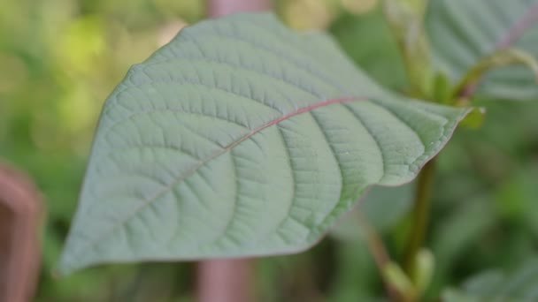 Kratom Mitragyna Speciosa Green是一种药物 — 图库视频影像