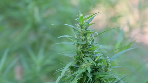 Marihuana Cannabis Plant Bladeren Delen Van Cannabis — Stockvideo