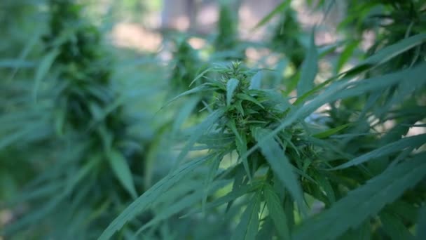 Marihuana Cannabis Plant Bladeren Delen Van Cannabis — Stockvideo