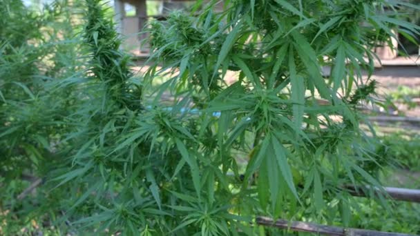 Marihuána Cannabis Növény Levelek Részei Cannabis — Stock videók