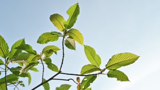 Kratom Mitragyna Speciosa Verde Tipo Droga — Vídeo de stock