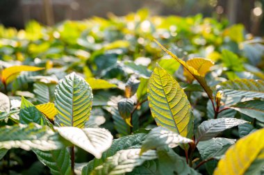 Kratom Mitragyna Specosa Green bir çeşit uyuşturucu.