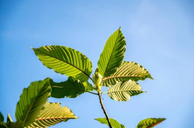 Kratom Mitragyna Specosa Green bir çeşit uyuşturucu.