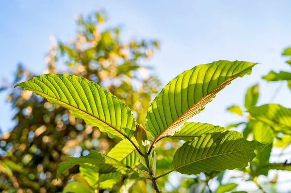 Listy kratomu
