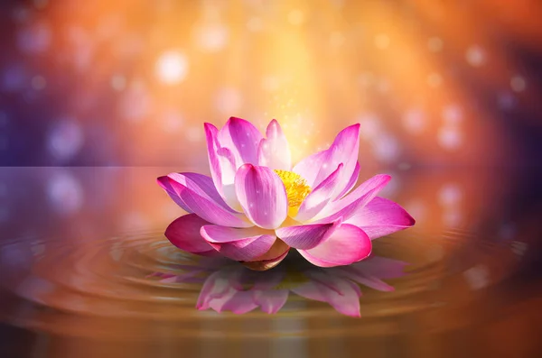 Lotus Ροζ Ανοιχτό Μωβ Φως Που Επιπλέει Λάμψη Μωβ Φόντο — Φωτογραφία Αρχείου