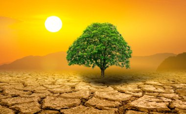 Kuraklığın ortasında yapayalnız yeşil ağaç