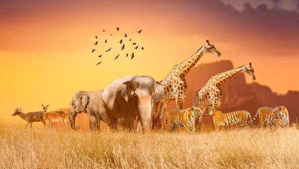 Vahşi yaşam günü grupları, altın güneşin parladığı akşamüstü geniş sürüler halinde açık arazide toplandı..