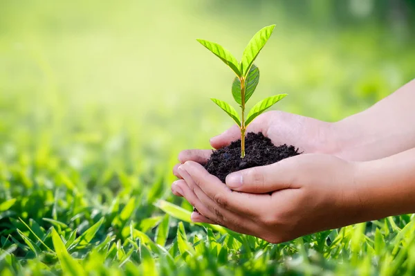 Hand Hält Ein Herz Baum Umwelt Erde Tag — Stockfoto