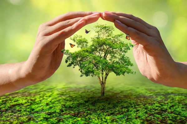 Χέρια Προστασία Των Δέντρων Έννοια Παγκόσμια Ημέρα Περιβάλλοντος — Φωτογραφία Αρχείου