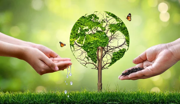 Ein Baum Mit Blättern Der Weltkarte Konzept Umwelt Retten Sie — Stockfoto