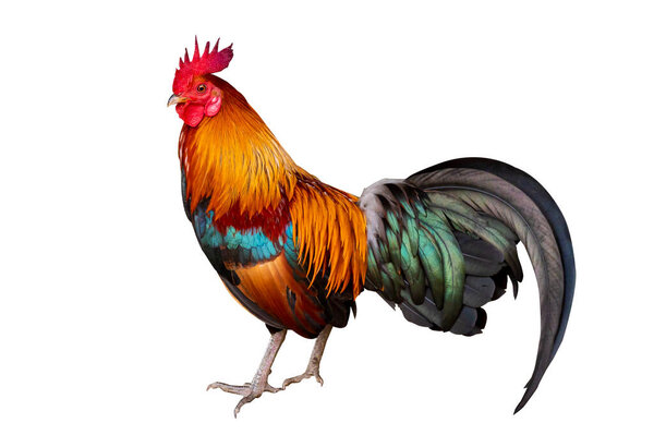 Male bantam on white background, isolate