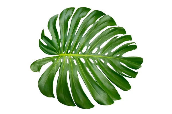 Monstera Blätter Mit Isolate Auf Weißem Hintergrund Blätter Auf Weißem — Stockfoto