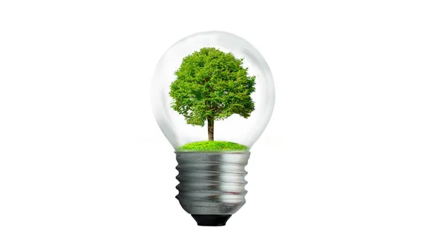 Bulb Located Leaves Forest Trees Light Concepts Environmental Conservation Global — Stock Photo, Image