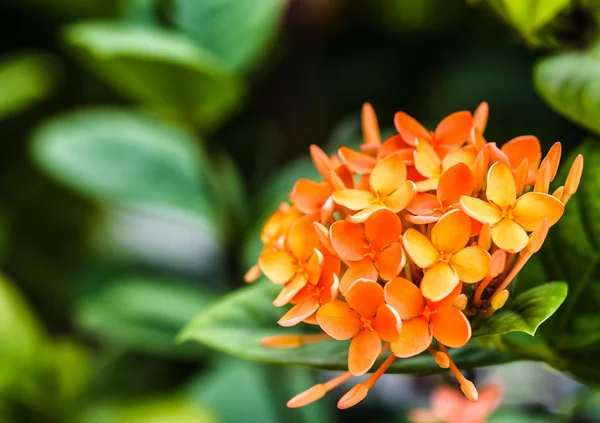 Bunch of Orange Ixora, West Indian Jasmine, Closeup — Stock Photo, Image