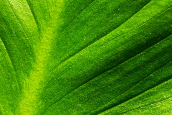 Astratto della superficie della foglia verde — Foto Stock