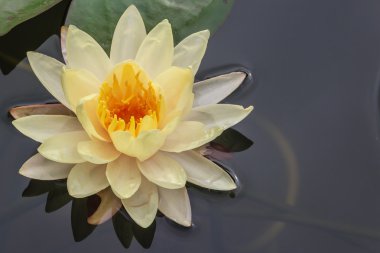 Sarı nilüfer, closeup pond yüzen