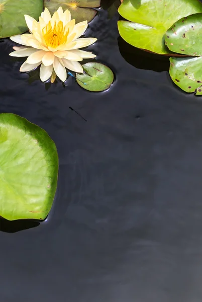 Wasseroberfläche mit gelben Seerosen und grünen Blättern — Stockfoto