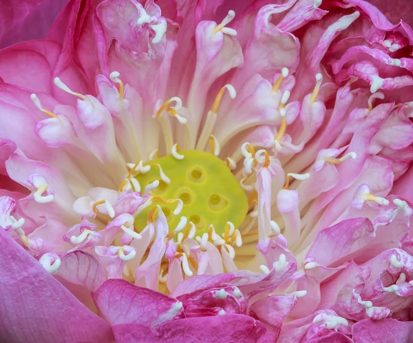 Pembe lotus, roseum plenum, portre — Stok fotoğraf