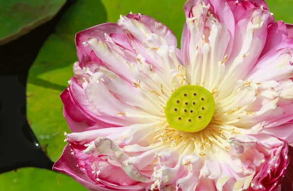 Różowy lotus, roseum plenum, zbliżenie, Wyświetlono nasiona lotosu — Zdjęcie stockowe
