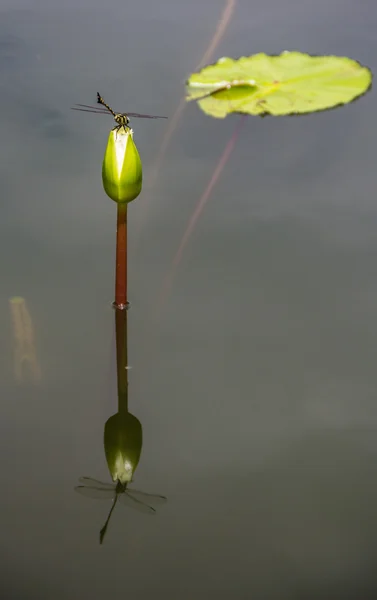 Libelle auf jungem Lotus — Stockfoto